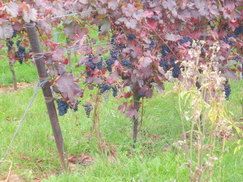 Red grapes and Fall colors.